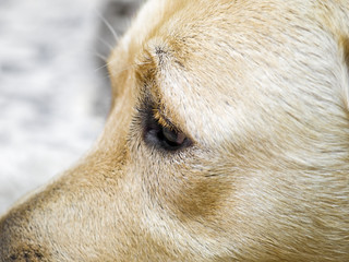 Obraz na płótnie Canvas Dog eye