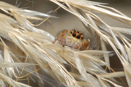 arachnides