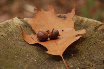 Mapple leaf and acorns