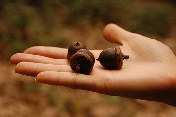 acorn on hand