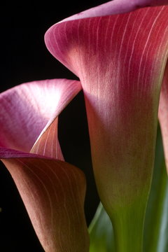 pink calla lily