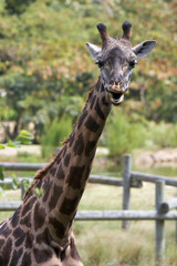 giraffe