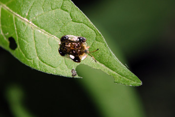 Tortoise Beetle