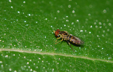 Tiny Syrphid Fly