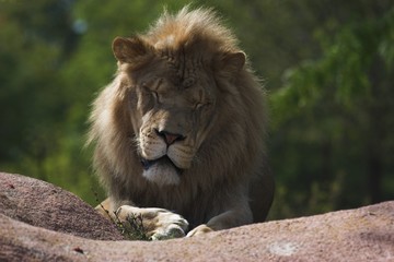 Fototapeta na wymiar Sleepy Lion