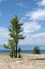 Larch Tree on Sandy Beach