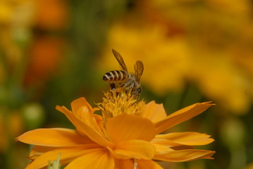 Bee and flower in the gardens 