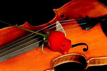 Violin with Rose