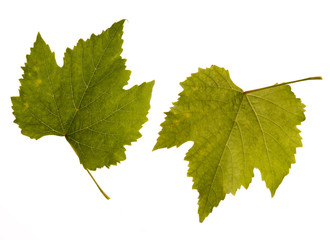 wine. one leaf - two sides