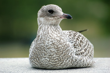 Seagull
