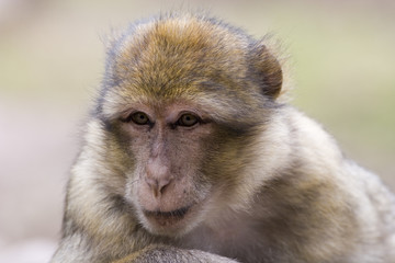 Portrait of a female barbary ape