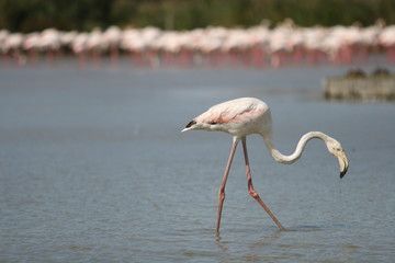 Flamand rose sur étang