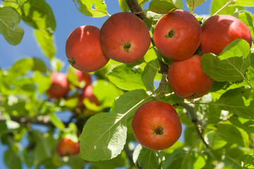 Ripe red apples on a tree