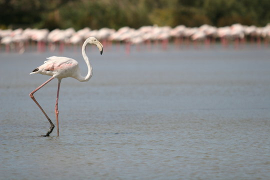 Un flamand rose en camargue