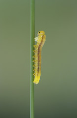 caterpillar on blade of grass