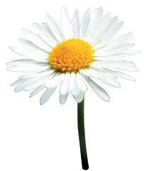 Naklejka premium bałamutny