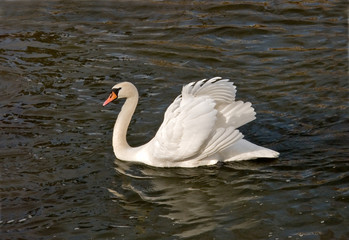 Proud swan
