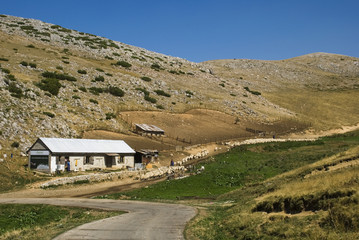 sheep on mountain
