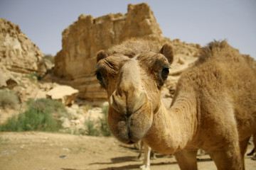  camel in sede boker desert, israel