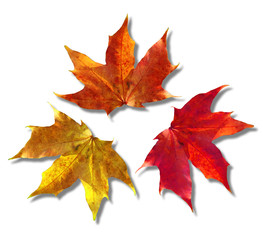 Colorful autumn leaves