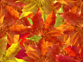 Naklejka na ściany i meble Colorful leaves background