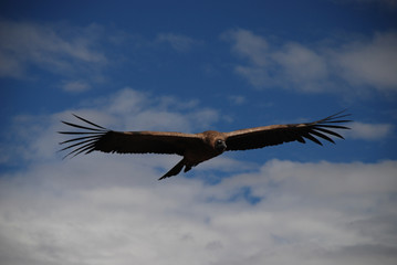 Andean Condor
