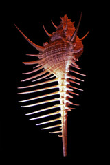 Murex pecten seashell