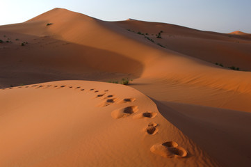Fototapeta na wymiar Ślady na Saharze