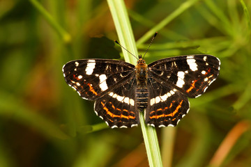 Map butterfly