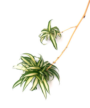 chlorophytum