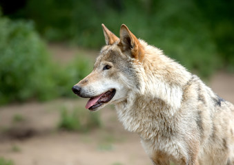 Volf