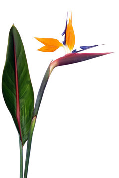 oiseau du paradis