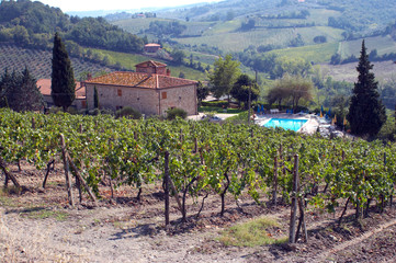 Fototapeta na wymiar Wineyard in Toscana