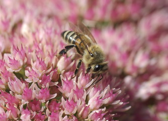 Honey bee gathering nectar