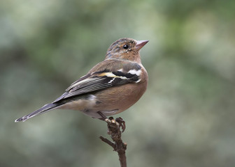 Male Chaffinch - Fringilla coelebs