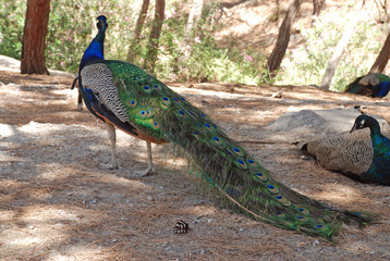 Peacock family