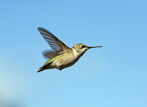Female Ruby-throated Hummingbird in flight
