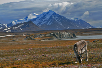 Reindeer from Spitsbergen