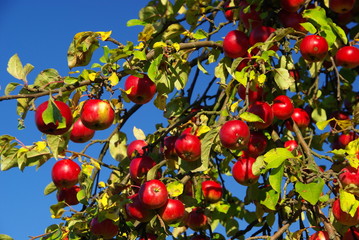 Apfel 12