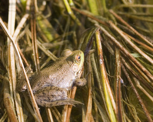 frog