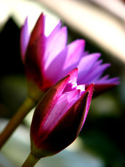 Exotic Waterlily