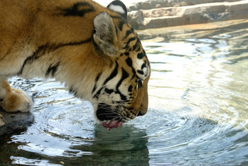 thirsty-rb