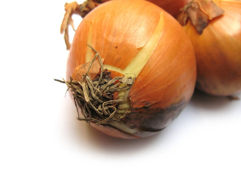 onion on white background