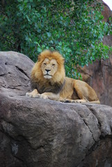 Obraz premium Lion