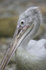 Pelican