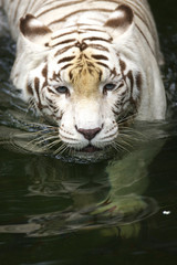 White Tiger