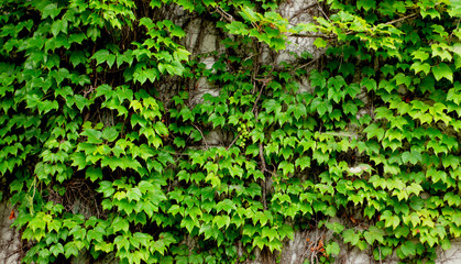 old ivy wall