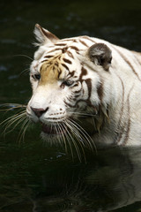 White Tiger