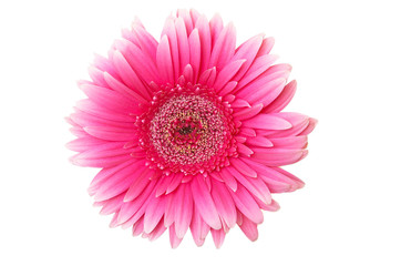 macro pink gerber