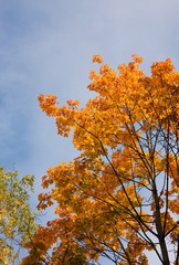 Fototapeta premium Upon the beginning dawn